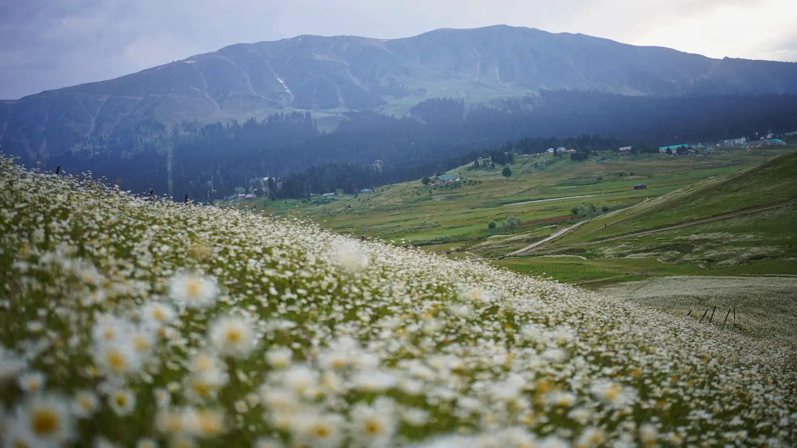 A meadow of white daisies in the foreground with green valleys and a dark mountain behind, in Kashmir