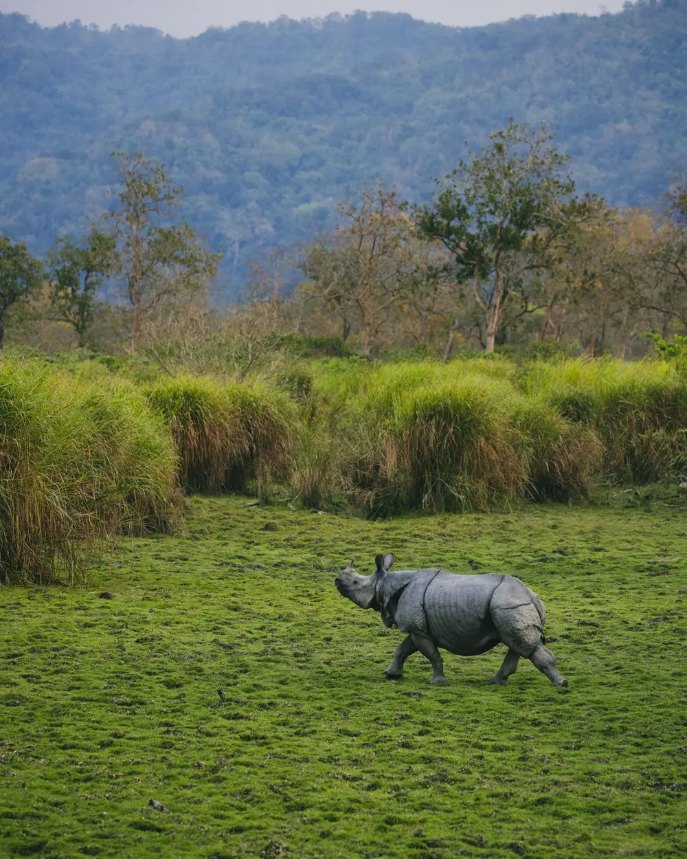 A majestic one-horned rhino stands amidst the lush green grasslands of Kaziranga National Park, India