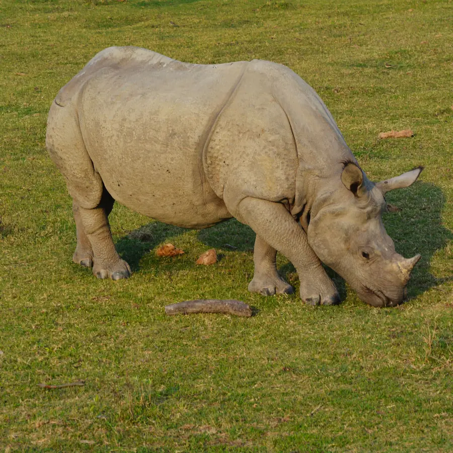 A majestic one-horned rhinoceros grazes in the lush fields of Kaziranga National Park, Assam, India