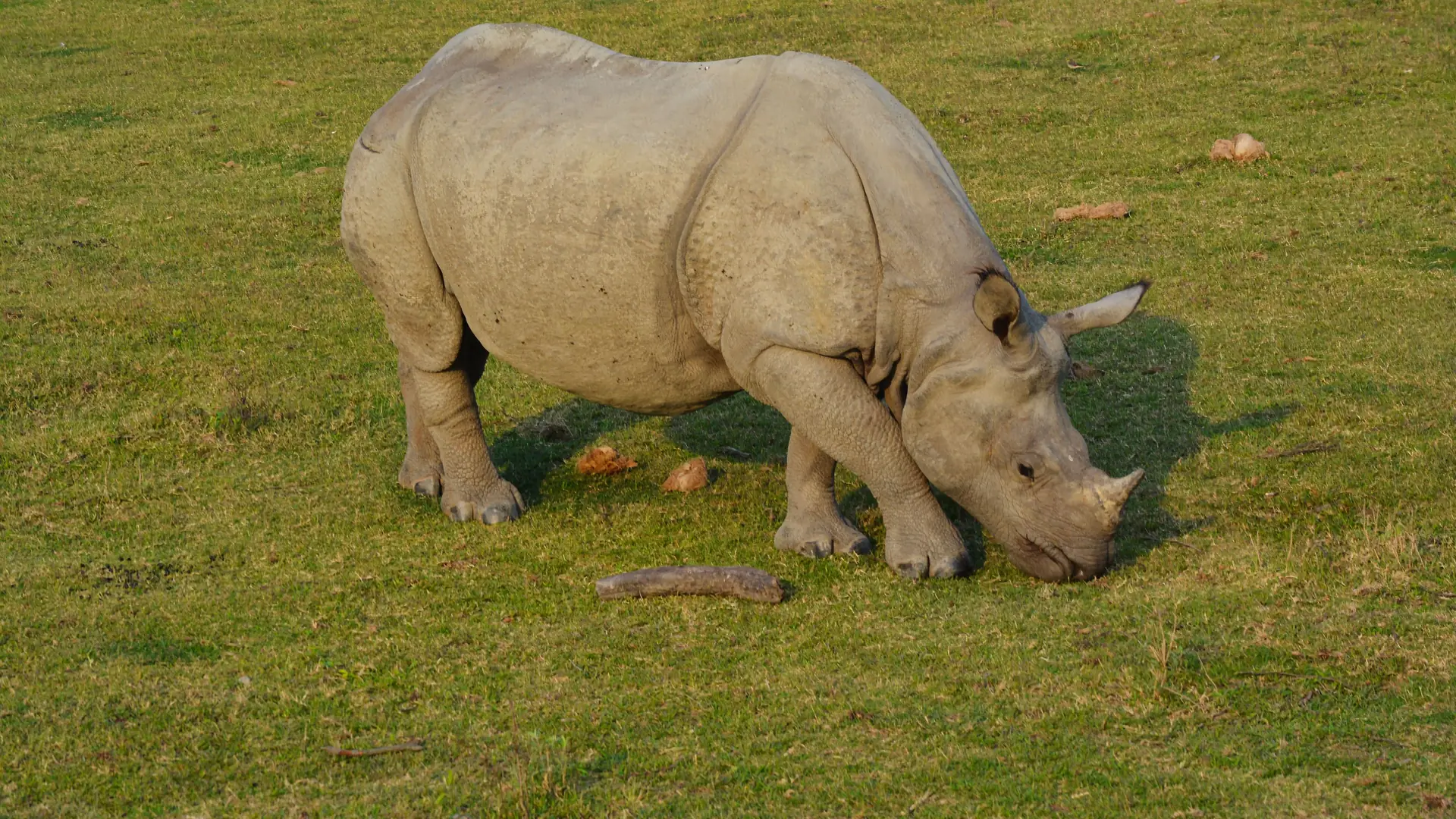 A majestic one-horned rhinoceros grazes in the lush fields of Kaziranga National Park, Assam, India
