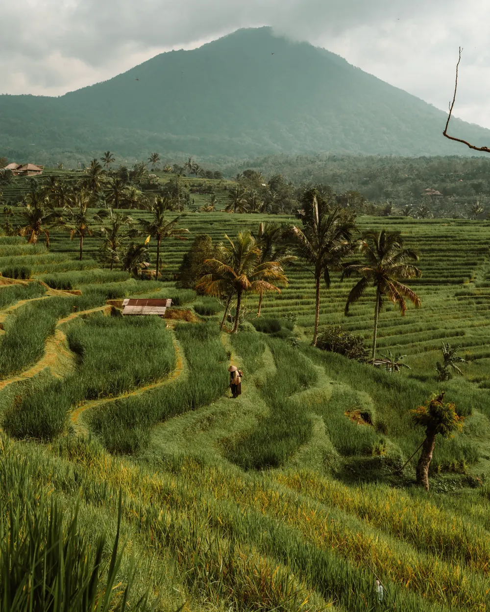 Lush rice terraces of Bali with a view of a distant mountain, capturing the essence of Indonesia's natural beauty