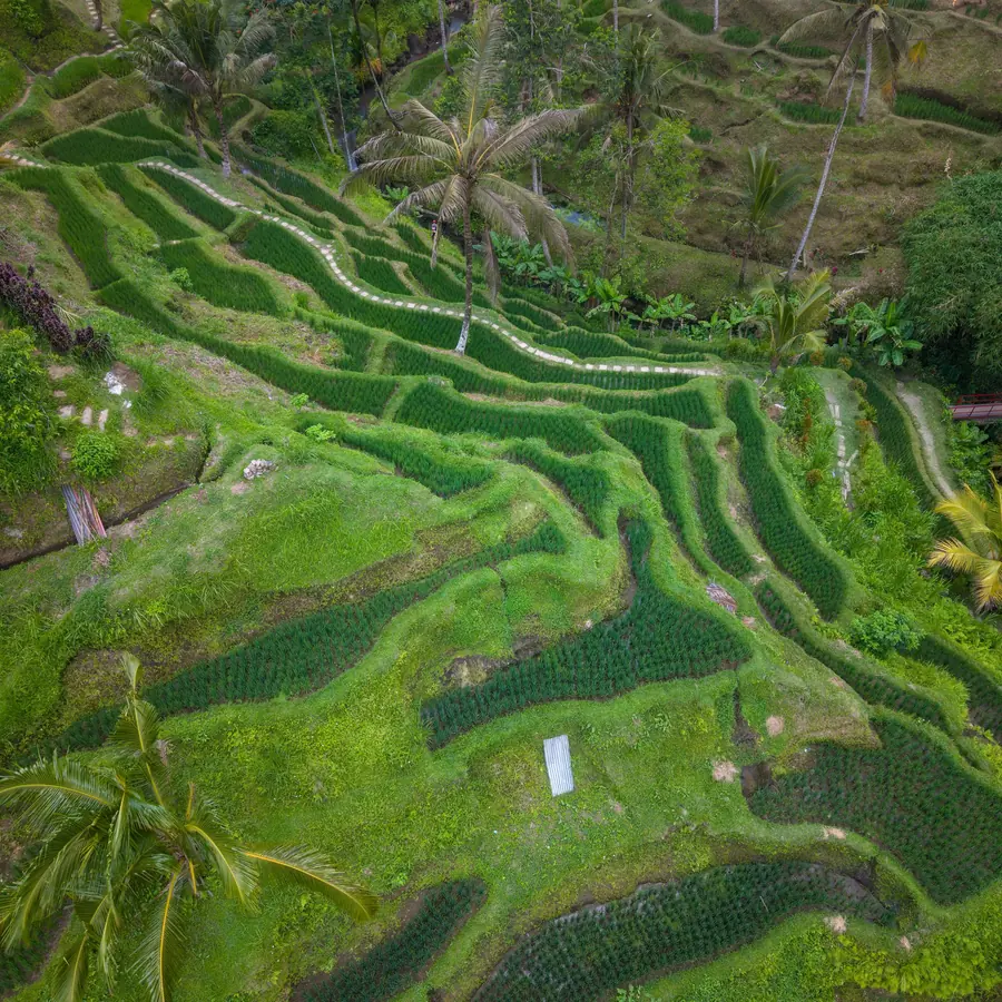 Aerial view of lush green terraced rice fields in Bali, Indonesia, showcasing natural beauty and agriculture