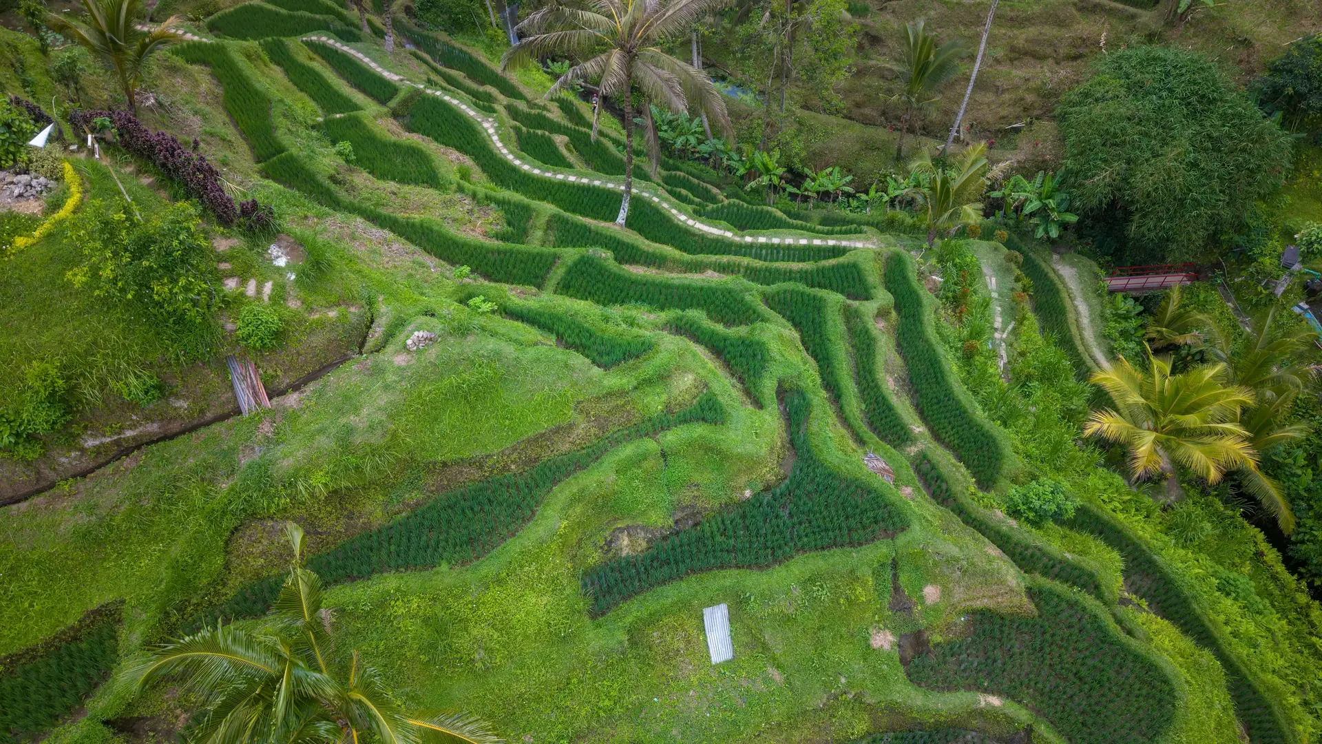 Aerial view of lush green terraced rice fields in Bali, Indonesia, showcasing natural beauty and agriculture