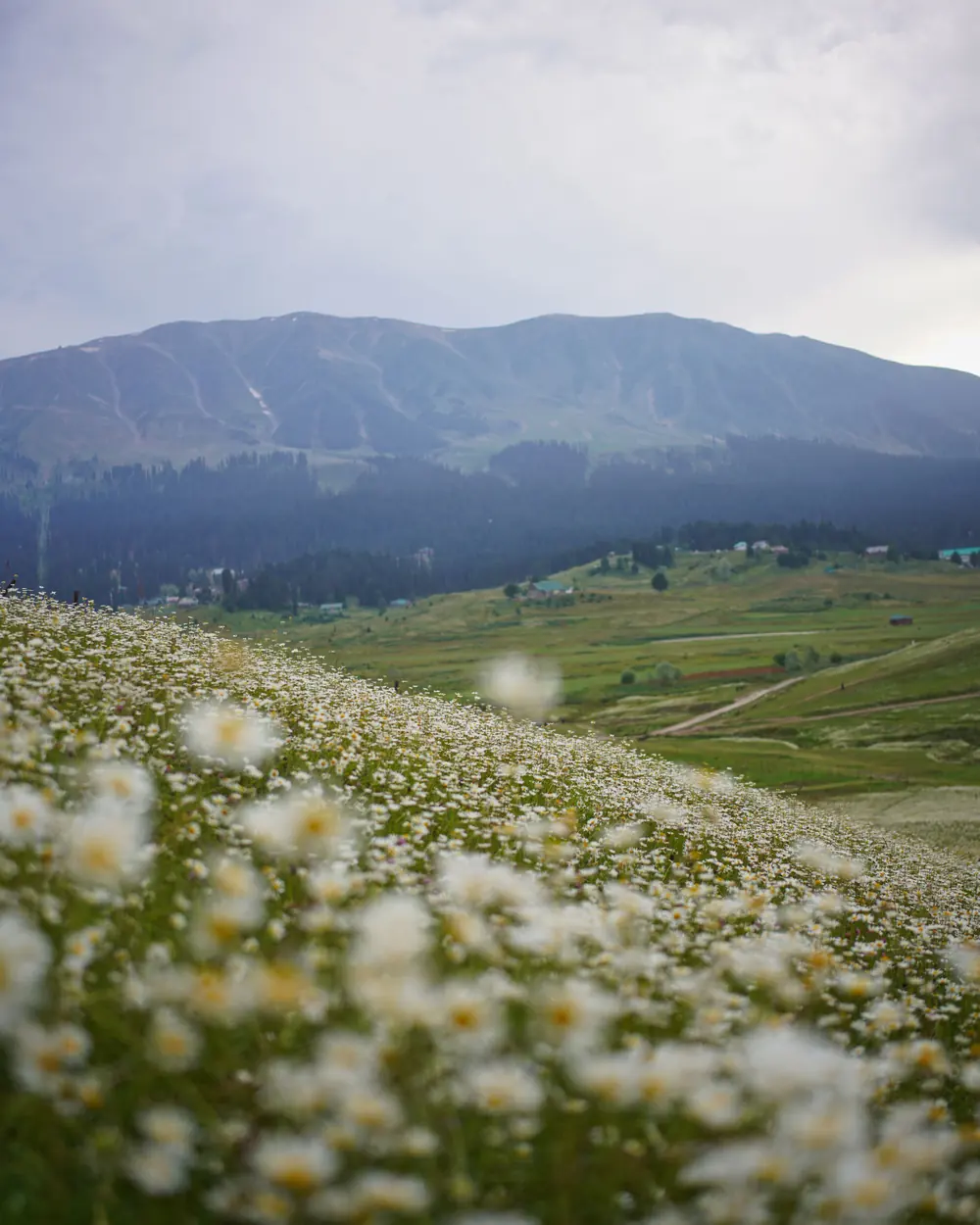 Beautiful landscape of wildflowers and mountains in Gulmarg, Jammu and Kashmir