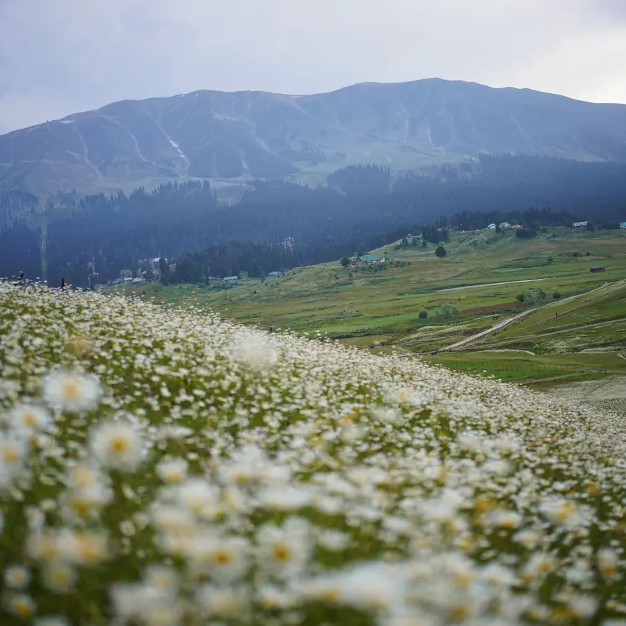 Beautiful meadow filled with daisies against Gulmarg's mountainous backdrop, perfect for nature and travel enthusiasts