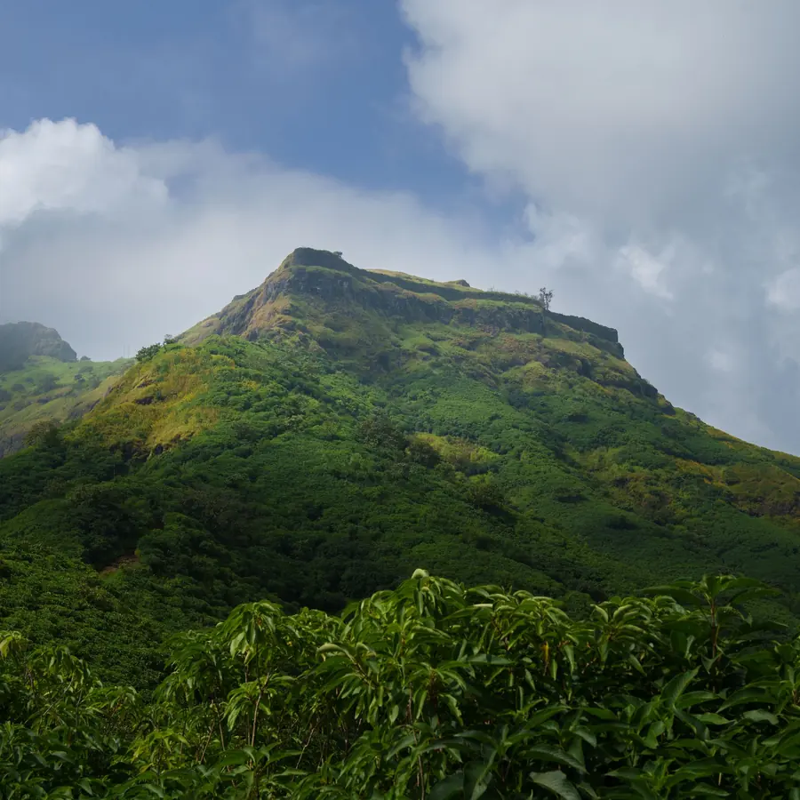 A breathtaking view of Rajgad Fort surrounded by lush greenery under a clear sky
