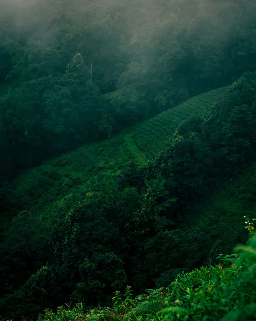 Aerial view of the green hills and mist in Darjeeling, capturing nature's beauty