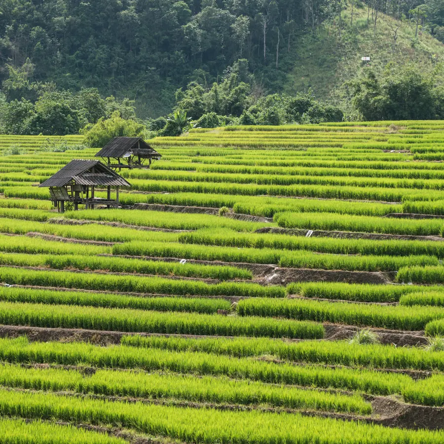 Explore the vibrant green terraced rice fields in Thailand's picturesque countryside