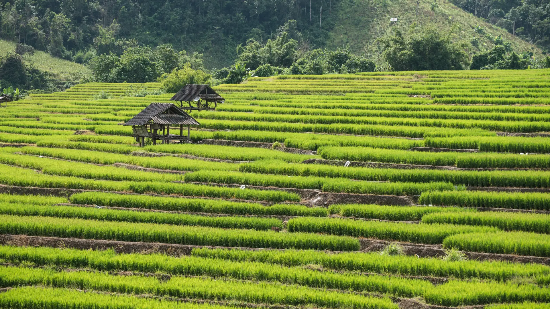 Explore the vibrant green terraced rice fields in Thailand's picturesque countryside